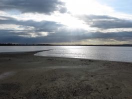 Looking for Flamingos, Salt Lake, Larnaca