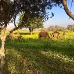 55489212_1957880694260563_5445094202826293248_n