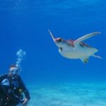 1932217_235033896620278_83083634_n