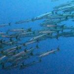 318062129_831947844904990_5285403253762455004_n