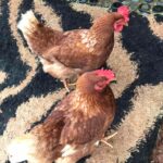 273109937_1614394465592311_6357619922833784242_n